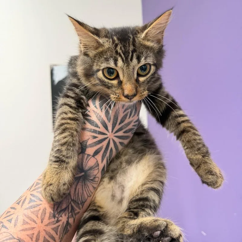 A baby small-sized male Brown / Chocolate American Bobtail cat named Buster for adoption in Englewood, FL