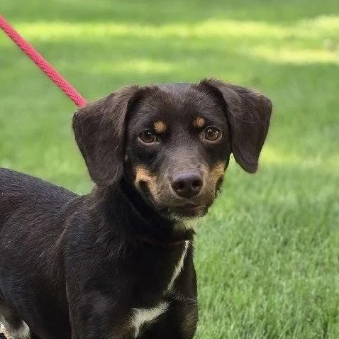 A young medium-sized male Dachshund dog named Frankie for adoption in Locust Fork, AL