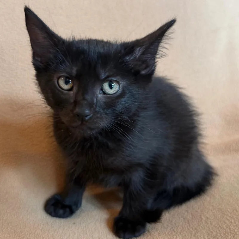A baby small-sized female Black Domestic Short Hair cat named Pearl for adoption in Flower Mound, TX
