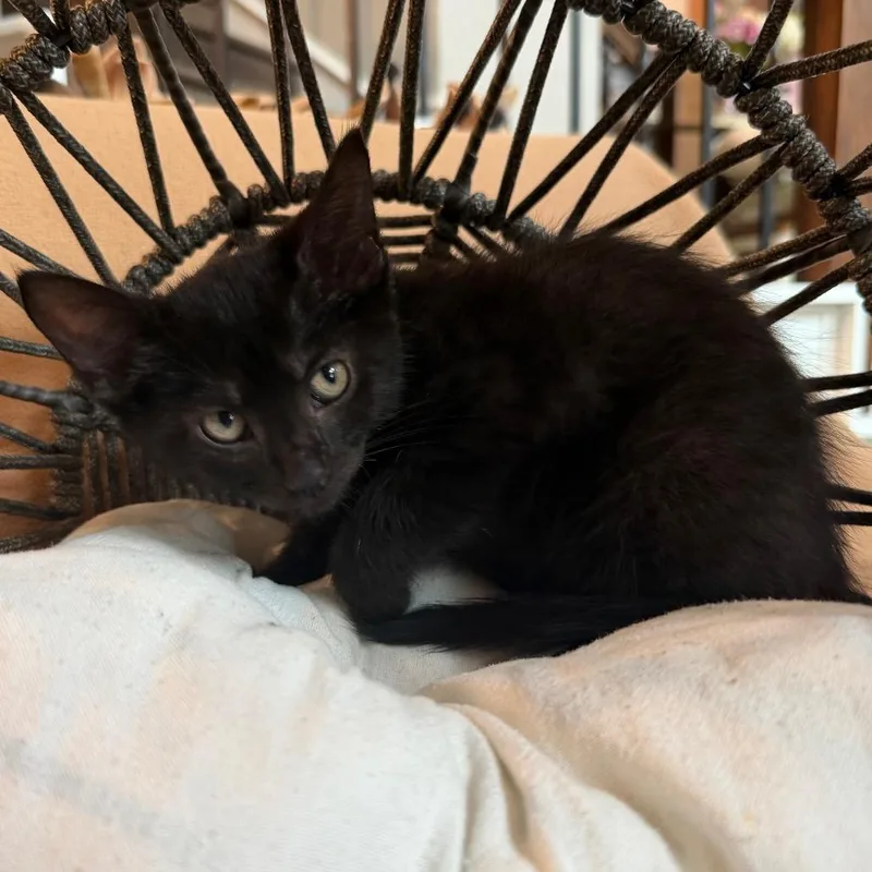 Pearl thumbnail 4