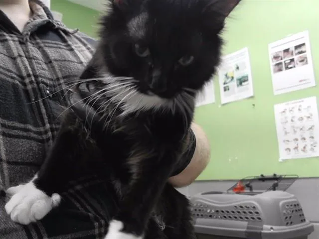 A young medium-sized male Domestic Medium Hair cat named Spice for adoption in Omaha, NE