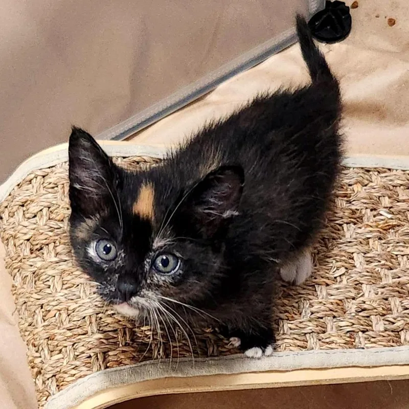 A baby small-sized female Calico Domestic Short Hair cat named Argon for adoption in Woodinville, WA