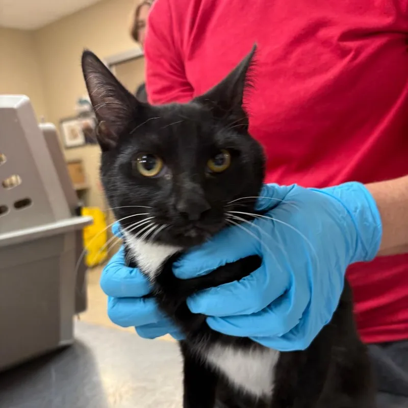 A baby medium-sized female Domestic Medium Hair cat named Olive for adoption in Birmingham, AL