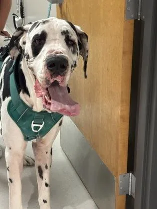 An adult extra large-sized male Great Dane dog named Maverick for adoption in Missoula, MT