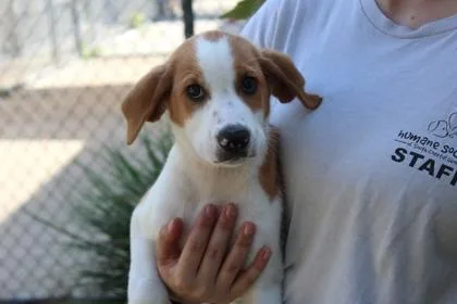 An adult small-sized male Treeing Walker Coonhound dog named Tracker for adoption in Brunswick, GA