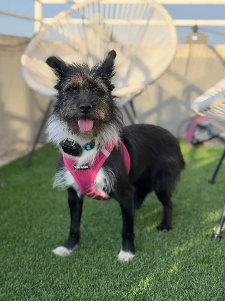 A young small-sized female Tricolor (Brown, Black, & White) Terrier dog named Aru for adoption in Long Island City, NY