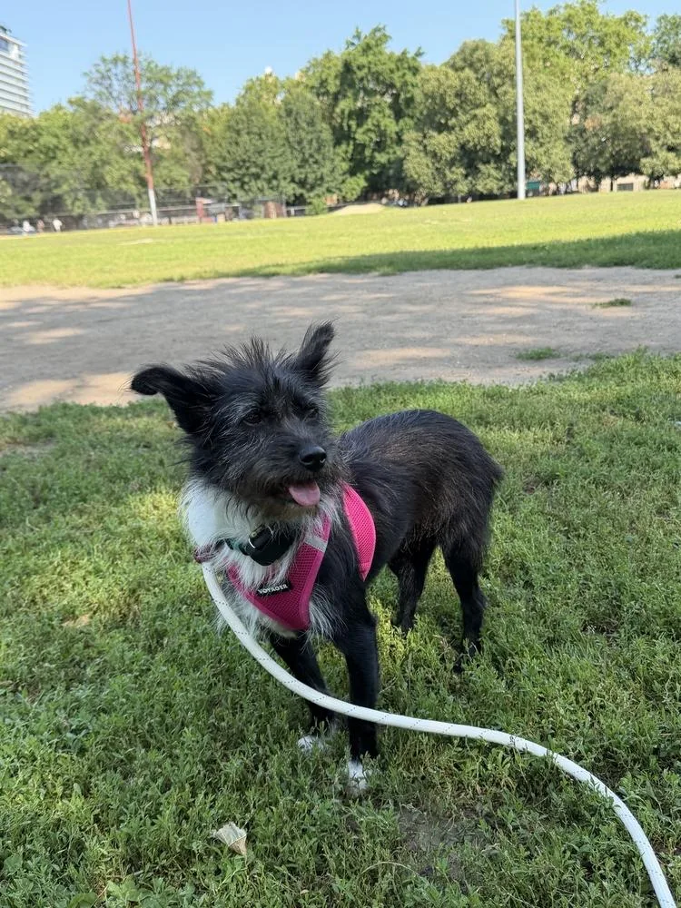Aru thumbnail 2