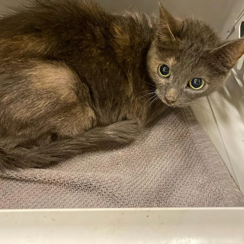 A senior medium-sized female Tortoiseshell Domestic Short Hair cat named Cibel for adoption in Memphis, TN
