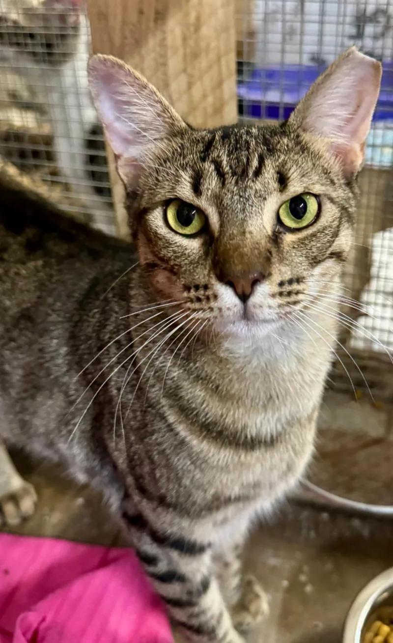 An adult medium-sized male Domestic Short Hair cat named Larry for adoption in Centerville, GA