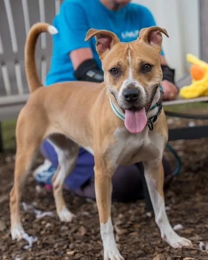 An adult medium-sized female Mixed Breed dog named Christy for adoption in Chamblee, GA