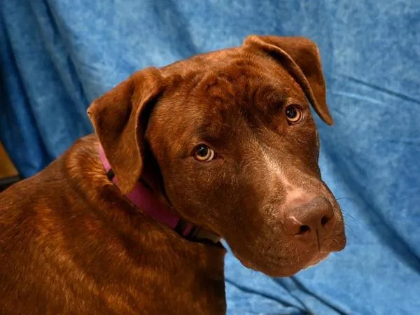 A young large-sized female Pit Bull Terrier dog named Prancer for adoption in Portland, OR