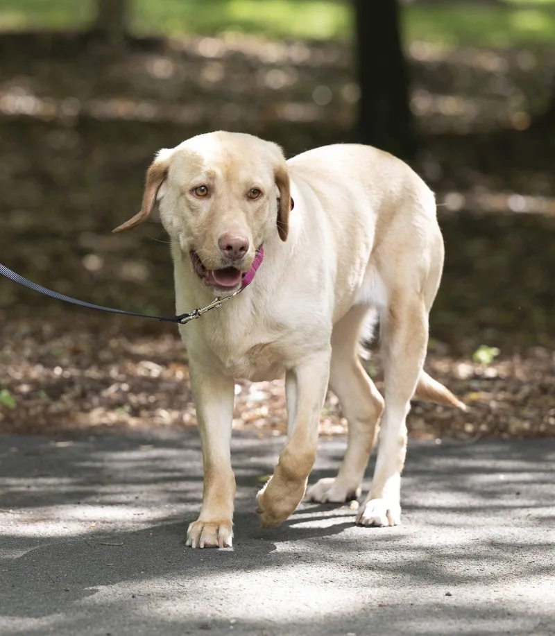A young large-sized female Labrador Retriever dog named Rosie for adoption in Arlington, VA