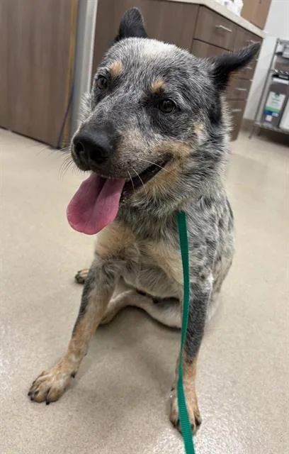 A young medium-sized male Australian Cattle Dog / Blue Heeler dog named Austin for adoption in Baytown, TX