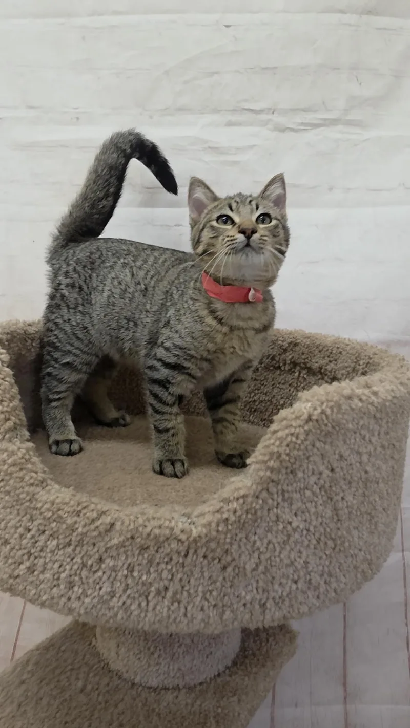 A baby medium-sized male Tabby (Brown / Chocolate) Domestic Short Hair cat named Groundhog for adoption in Red Wing, MN