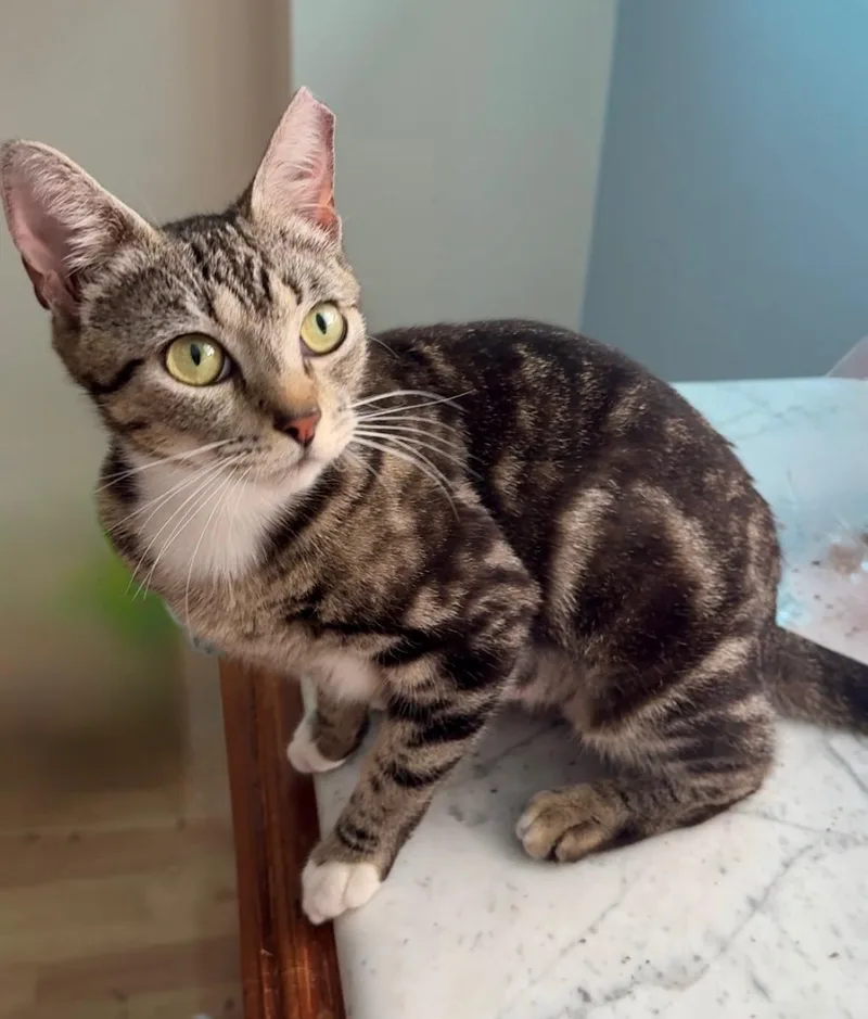 A young medium-sized female Tabby (Brown / Chocolate) Domestic Short Hair cat named Patches for adoption in Boca Raton, FL
