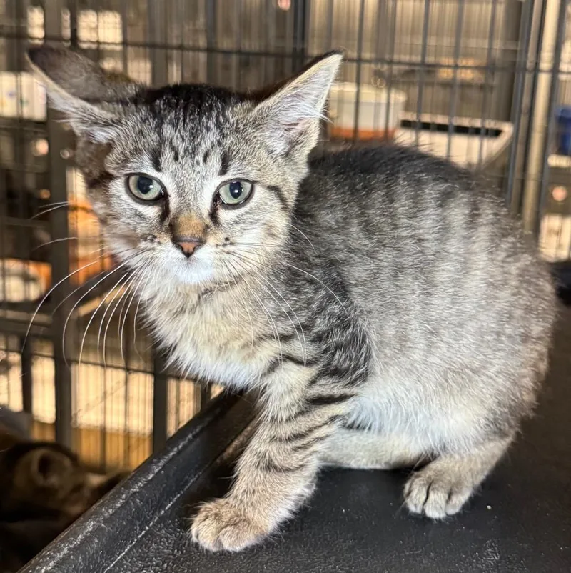 A baby medium-sized female Domestic Short Hair cat named Rusti for adoption in Saginaw, MI