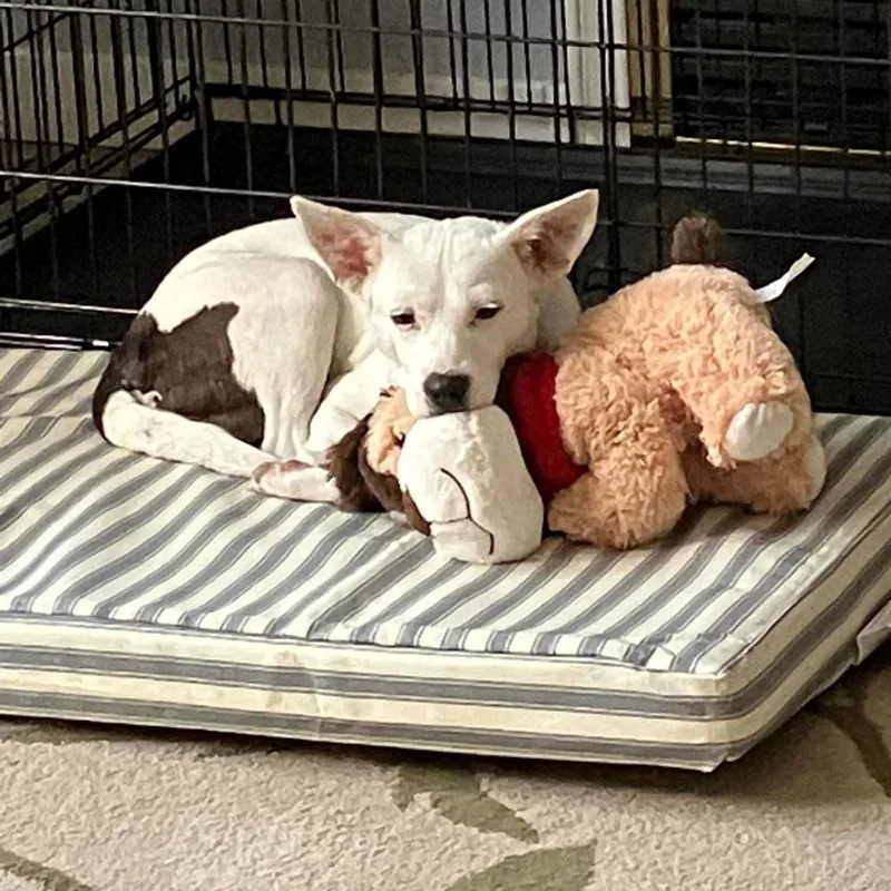 An adult medium-sized female White / Cream Terrier dog named Caroline for adoption in Nampa, ID