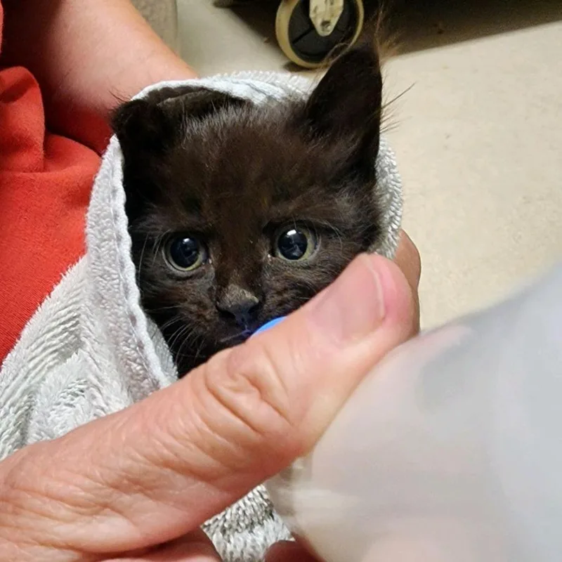 A baby small-sized female Black Domestic Short Hair cat named Tiny for adoption in Columbus, NC
