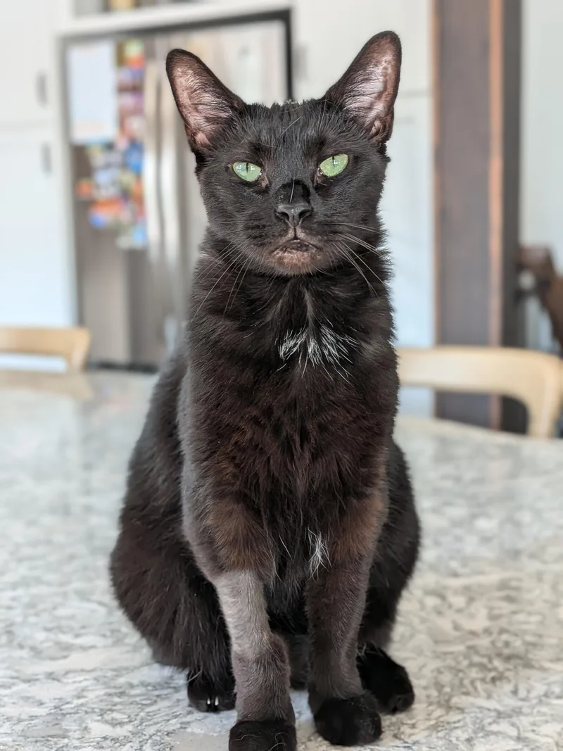 An adult medium-sized female Black Domestic Short Hair cat named Raven aka Ray Ray for adoption in Newburgh, NY
