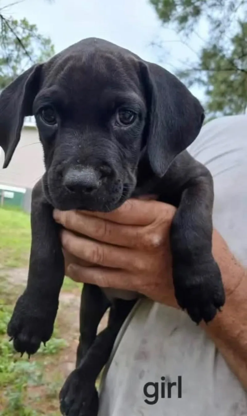 A baby medium-sized female Black Labrador Retriever dog named Poppy for adoption in Marietta, GA