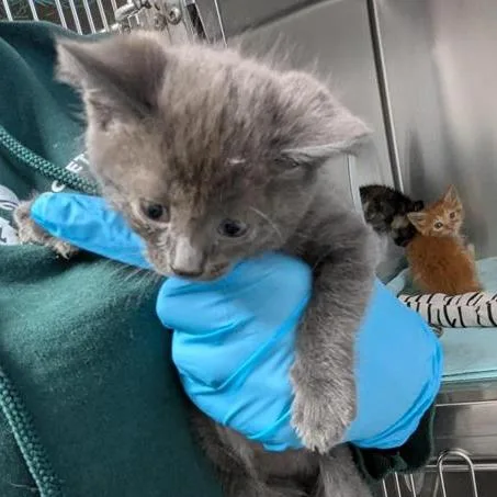 A baby small-sized female Gray / Blue / Silver Domestic Short Hair cat named Ash for adoption in Tacoma, WA