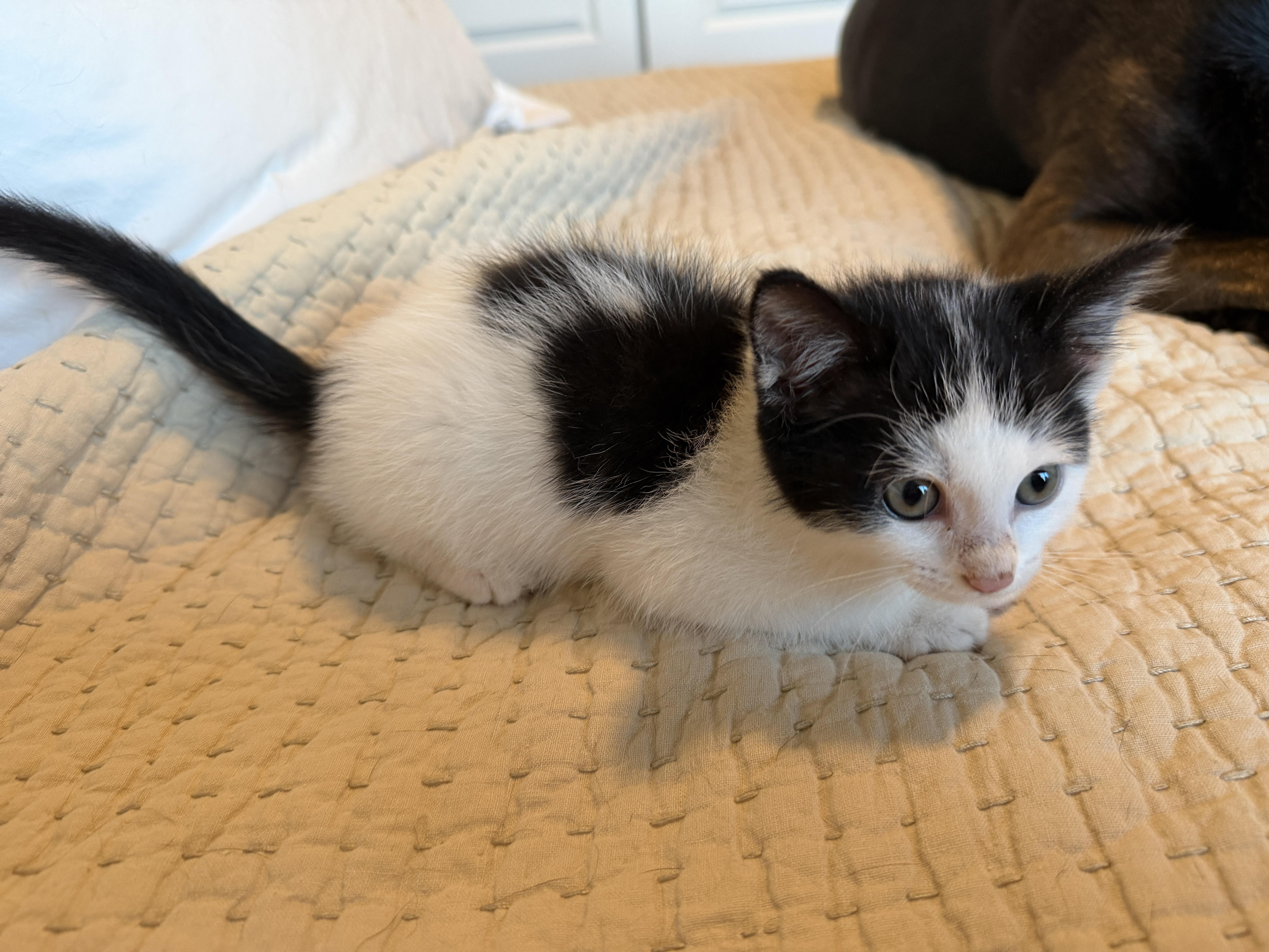 A baby medium-sized female Black & White / Tuxedo Domestic Short Hair cat named Cream for adoption in Pasco, WA