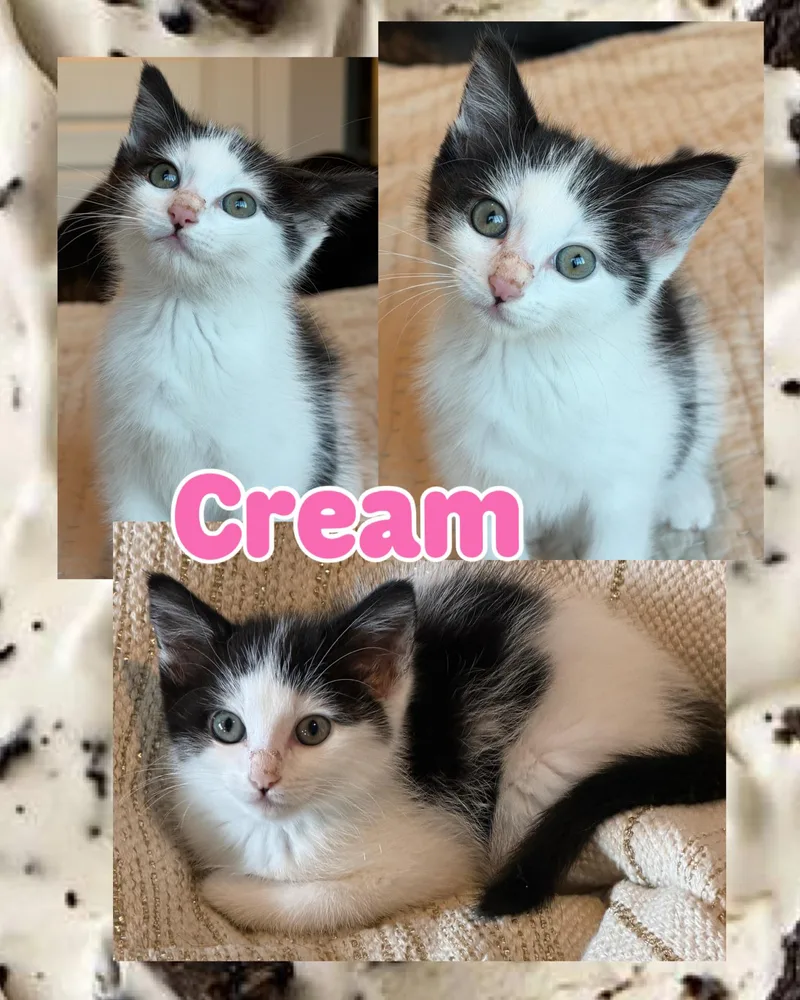 Cream thumbnail 5