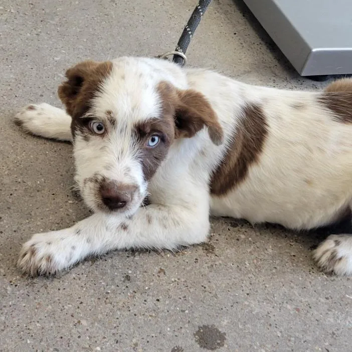 A baby small-sized male White / Cream Mixed Breed dog named Piglet for adoption in Las Cruces, NM