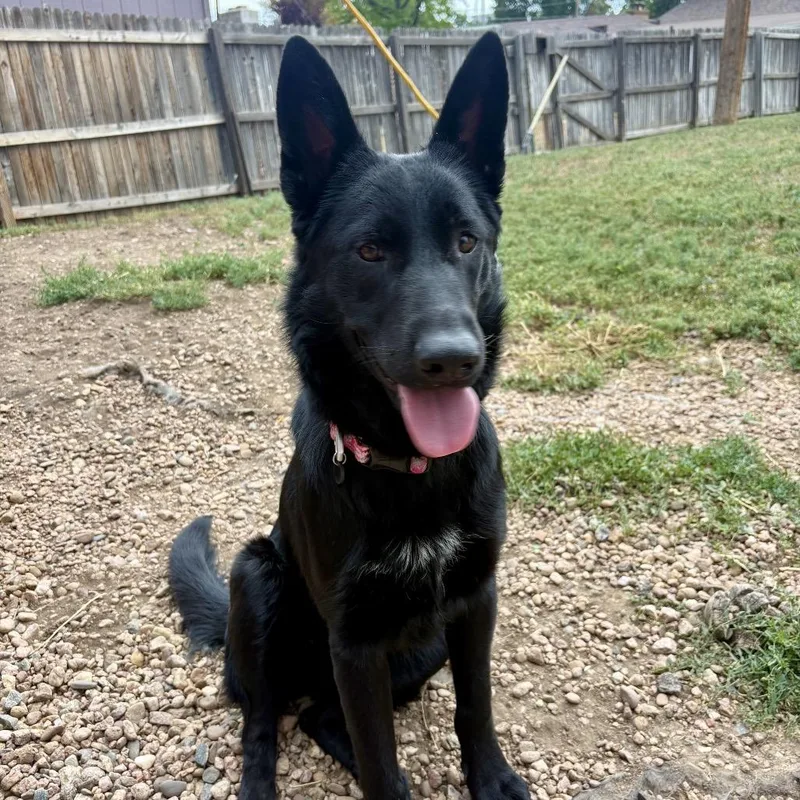 A young medium-sized female Black German Shepherd Dog named Kota for adoption in Castle Pines, CO