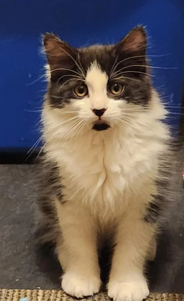 A baby small-sized male Black & White / Tuxedo Domestic Medium Hair cat named O'connor for adoption in Greensboro, NC