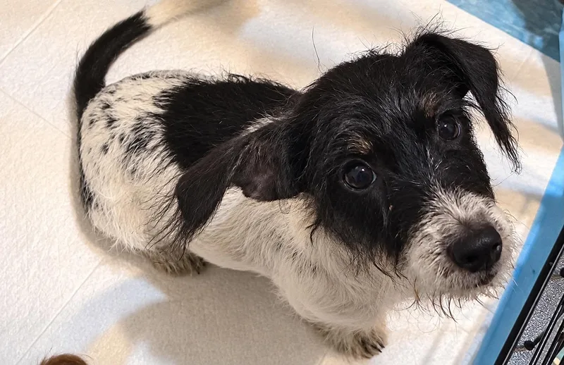 A baby small-sized female Dachshund dog named Twizzler for adoption in New Baltimore, MI