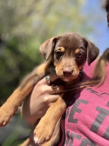 A baby medium-sized female Tricolor (Brown, Black, & White) Labrador Retriever dog named Cap for adoption in Elmsford, NY