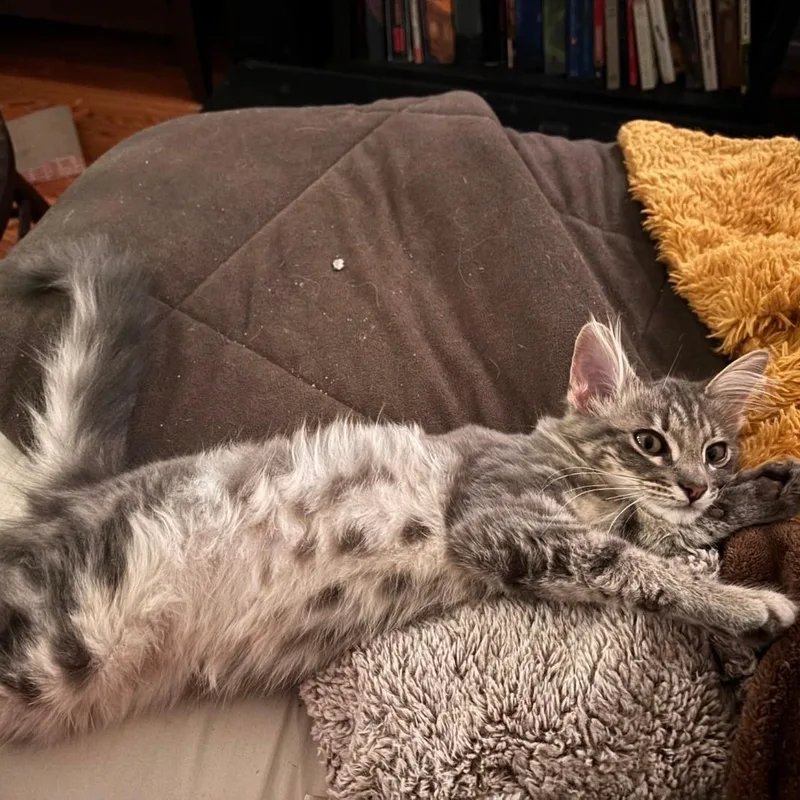 A baby medium-sized male Maine Coon cat named Harrison for adoption in North Hollywood, CA