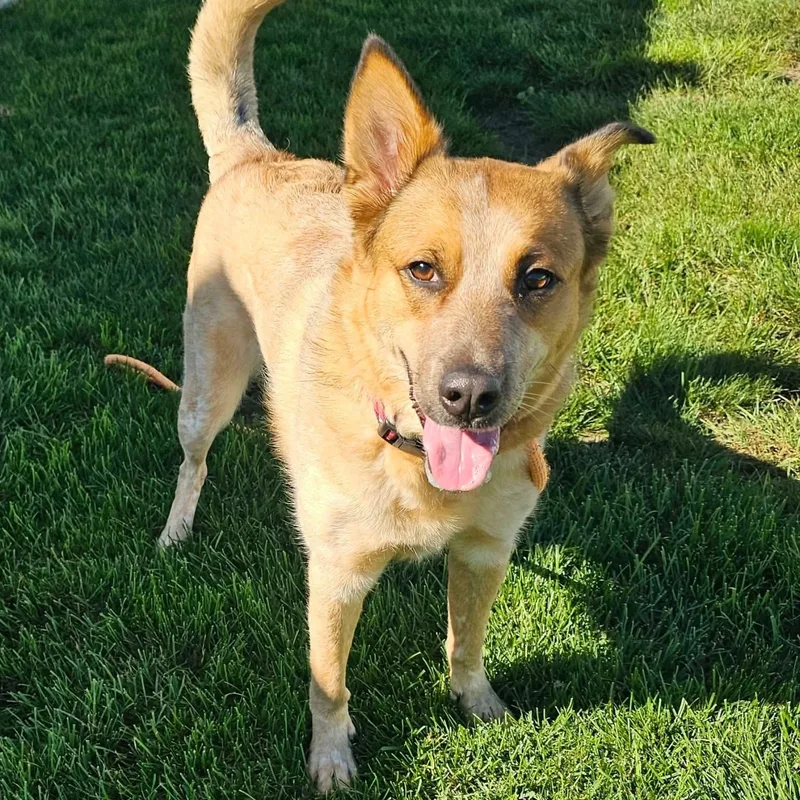 An adult large-sized female Australian Cattle Dog / Blue Heeler dog named Sadie May for adoption in Minooka, IL