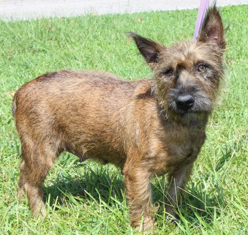 An adult medium-sized female Terrier dog named Poppy for adoption in Prattville, AL