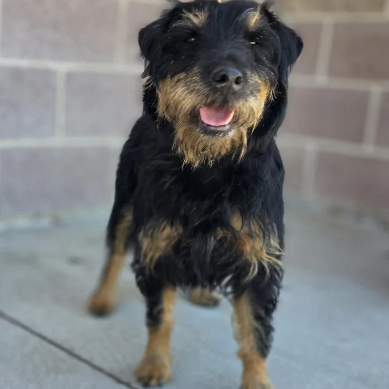 An adult small-sized female Black Terrier dog named Lucy for adoption in Longview, TX