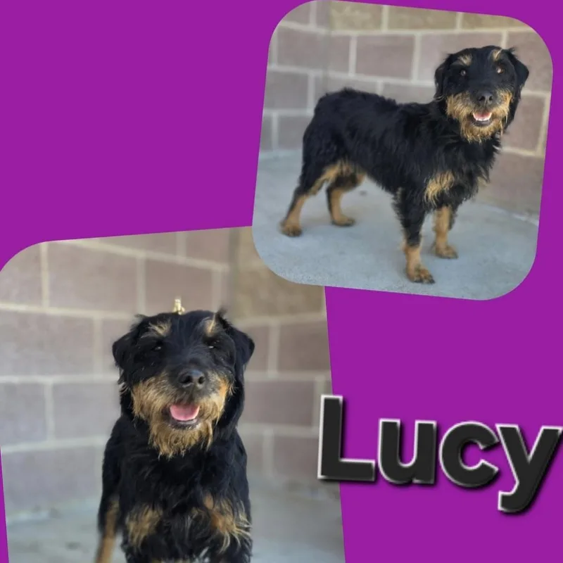 Lucy thumbnail 3