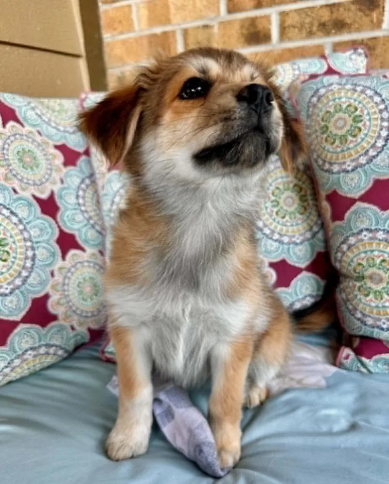 A baby medium-sized female Collie dog named Kira for adoption in Boulder, CO