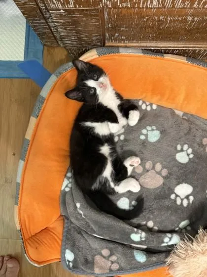 A baby small-sized female Domestic Short Hair cat named Ladle for adoption in Madison, NJ