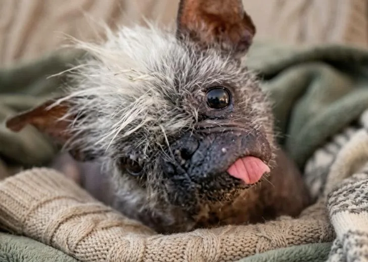 A senior small-sized male Tricolor (Brown, Black, & White) Chinese Crested Dog dog named Leon for adoption