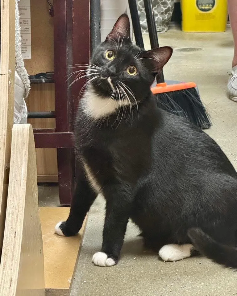 An adult medium-sized male Tuxedo cat named Cameron Exercise Pal Or for adoption in Jackson, GA