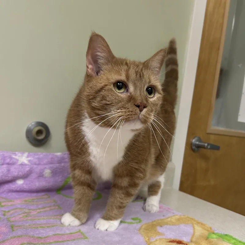 A senior large-sized female Orange / Red Domestic Short Hair cat named Wendy for adoption in Conway, NH