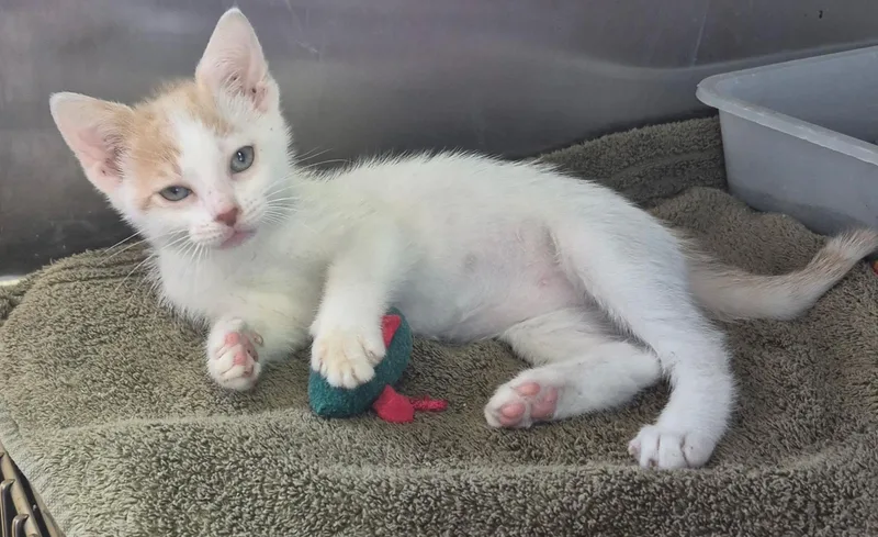 A baby medium-sized female Buff & White Domestic Short Hair cat named Skylar for adoption in Tomah, WI