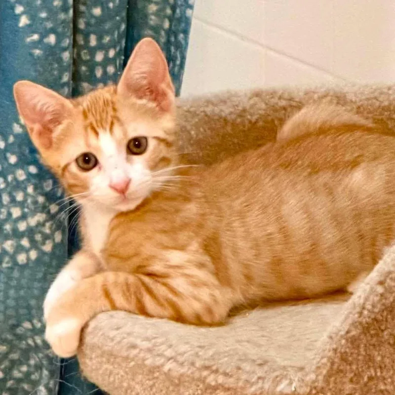 A baby small-sized male Domestic Short Hair cat named Cheddar for adoption in Grand Bay, AL