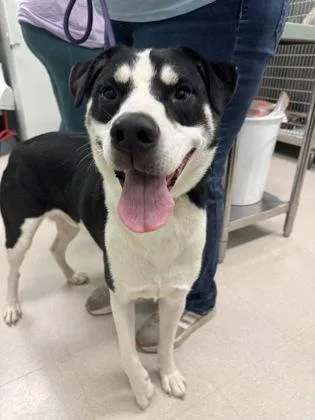 An adult medium-sized male Labrador Retriever dog named Apollo for adoption in Columbus, IN