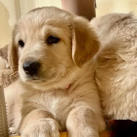Hazel