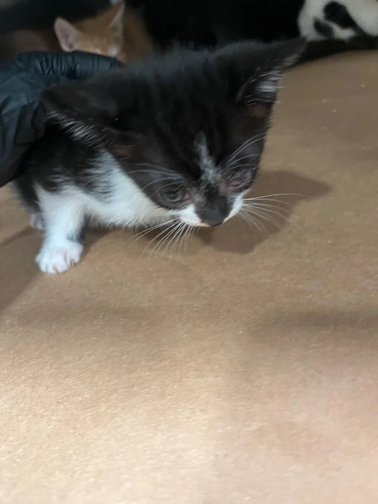 A baby large-sized female Domestic Short Hair cat named Polly for adoption in Cartersville , GA