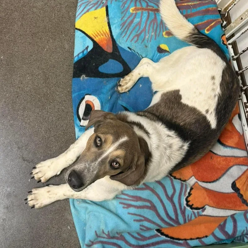 A baby medium-sized male Yellow / Tan / Blond / Fawn Basset Hound dog named Elvis for adoption in Knoxville, TN