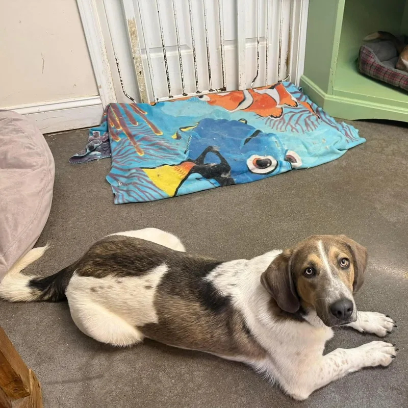 Elvis thumbnail 3