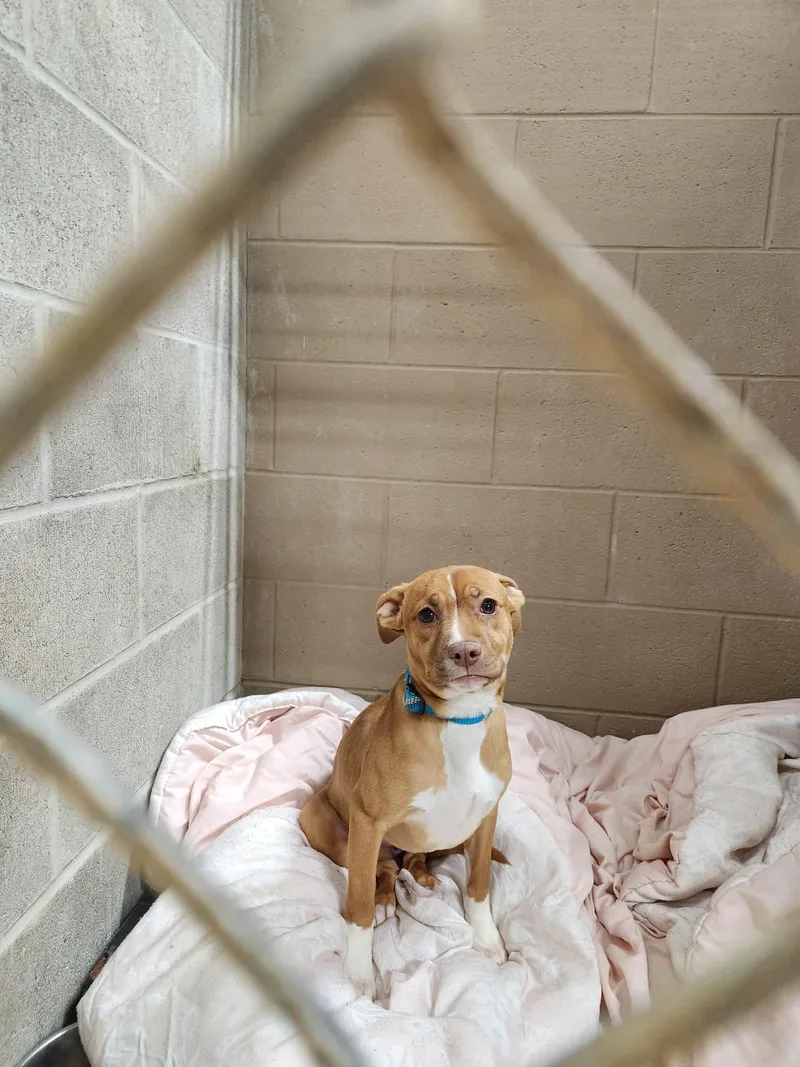 A baby medium-sized female Red / Chestnut / Orange American Staffordshire Terrier dog named Armani for adoption in MARION, IN